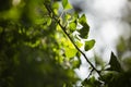 Ginkgo biloba tree branch with leafs Royalty Free Stock Photo