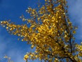 Ginkgo biloba tree branches against bright vivid blue sky. Golden yellow tree leaves light clouds background. Royalty Free Stock Photo