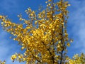 Ginkgo biloba tree branches against bright vivid blue sky. Golden yellow tree leaves light clouds background. Royalty Free Stock Photo