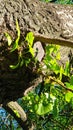 Ginkgo biloba tree with first spring leaves and bark Royalty Free Stock Photo