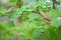 Ginkgo Biloba tree - green leaf Royalty Free Stock Photo