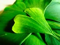 Ginkgo Biloba tree leaf. closeup view. tea ingredient. bright green macro Royalty Free Stock Photo