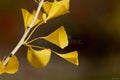 Ginkgo biloba tree leafs Royalty Free Stock Photo