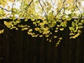 Ginkgo biloba tree leafs and wooden fence. Royalty Free Stock Photo