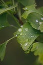 Ginkgo biloba tree leaves with a drop of a water. Detail of green leaves with drops. Green background. Natural medicine.