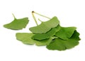 Ginkgo biloba tree leaves