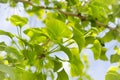 Ginkgo Biloba Tree Royalty Free Stock Photo