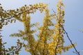 Ginkgo biloba tree and yellow leaves. Photographed on a sunny day. Close up. Royalty Free Stock Photo