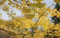Ginkgo biloba tree and yellow leaves. Photographed on a sunny day. Close up Royalty Free Stock Photo