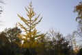 Ginkgo biloba tree and yellow leaves. Photographed on a sunny day. Close up Royalty Free Stock Photo