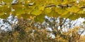 Ginkgo biloba tree and yellow leaves. Photographed on a sunny day. Close up Royalty Free Stock Photo