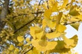 Ginkgo biloba tree and yellow leaves. Photographed on a sunny day. Close up Royalty Free Stock Photo