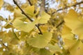 Ginkgo biloba tree and yellow leaves. Photographed on a sunny day. Close up Royalty Free Stock Photo