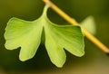 Ginkgo Royalty Free Stock Photo