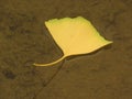 Ginkgo Biloba Yellow Leaf floating in water. Autumn. Nature. Royalty Free Stock Photo