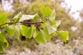 Ginkgo biloba yellowing foliage, ginko tree branch Royalty Free Stock Photo