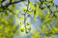 Ginkgo biloba young green leaves on a tree in spring Royalty Free Stock Photo