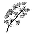 Ginkgo branch. . Vector stock illustration eps10. Isolate on white background, outline, hand drawing.