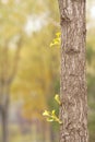 Ginkgo Royalty Free Stock Photo