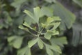 Ginkgo Fastigiata leaves Royalty Free Stock Photo