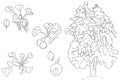 Ginkgo Flower Fruit Leaves and Plant Outline and Sketch