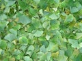 Ginkgo (Gingko biloba) leaves Royalty Free Stock Photo