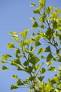 Ginkgo Ginkgo biloba - branches against blue sky Royalty Free Stock Photo