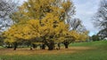 Ginkgo, Ginkgo biloba, Cornwall Park, One Tree Hill,Auckland, New Zealand, park Royalty Free Stock Photo