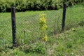 Ginkgo or Ginkgo biloba small plant with fan shaped with veins radiating out into the leaf blade light yellow to green leaves