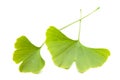 Ginkgo Ginkgo biloba two sheets superimposed on white background