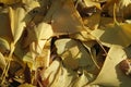 Ginkgo golden leaves on a grey color ground