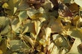 Ginkgo golden leaves on a grey color ground