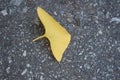 Ginkgo golden leaves on a grey color ground