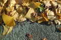 Ginkgo golden leaves on a grey color ground