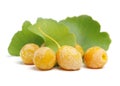 Ginkgo, green leaves, orange and light brown fruit. Medicinal plant, garden Royalty Free Stock Photo