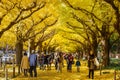 Ginkgo at Icho Namiki Street in Tokyo