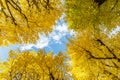 Ginkgo at Icho Namiki Street in Tokyo Royalty Free Stock Photo