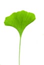 Ginkgo leaf