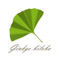 Ginkgo leaf