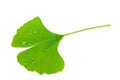 Ginkgo leaf