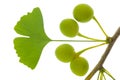 Ginkgo leaf