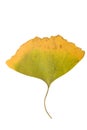 Ginkgo leaf