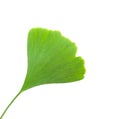 Ginkgo leaf