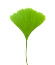 Ginkgo leaf