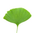 Ginkgo leaf