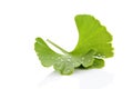 Ginkgo leaf with dew. Royalty Free Stock Photo