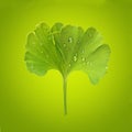 Ginkgo leaf with dew Royalty Free Stock Photo