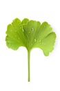 Ginkgo leaf with dew. Royalty Free Stock Photo