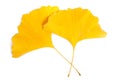 Ginkgo leaf