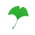 Ginkgo leaf. Flat vector illustration isolated on white.